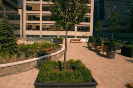 A tree in the middle of an outdoor area.