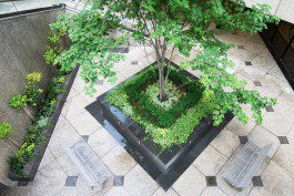 A tree in the center of a courtyard.