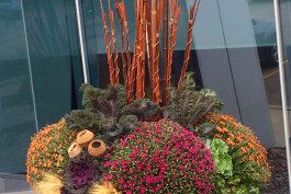 A close up of some plants in a pot