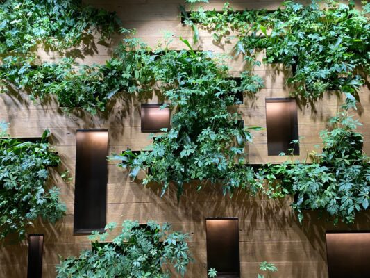 A wall with lots of green plants growing on it.