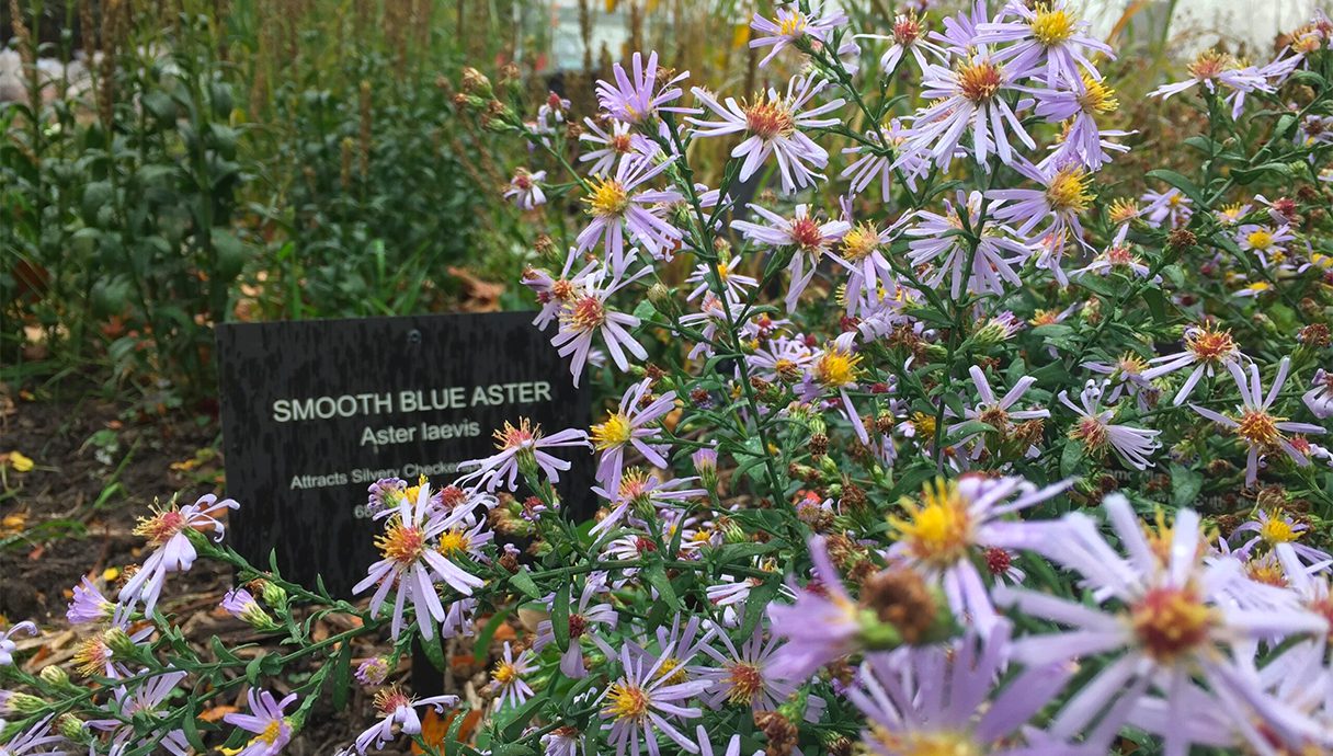 A close up of purple flowers with yellow centers